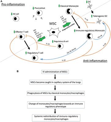 Immunomodulation by Mesenchymal Stem Cells (MSCs): Mechanisms of Action of Living, Apoptotic, and Dead MSCs